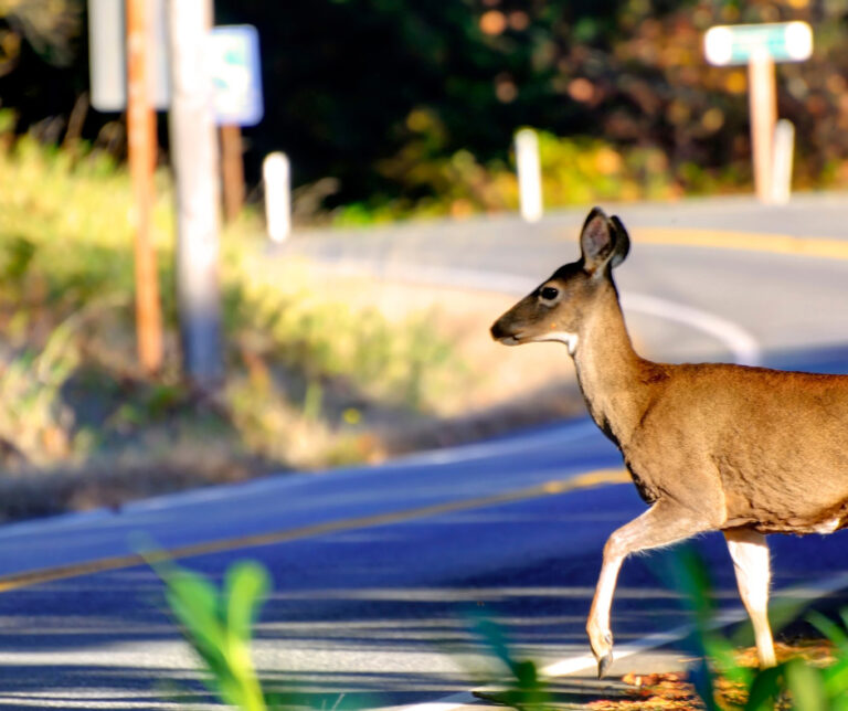 Deer Season